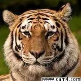 dertiger06