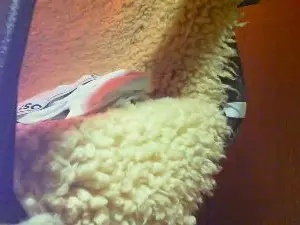 Cam4 Free Porn Cam of bikarl1949