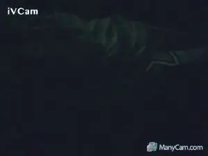 Cam4 Live Porn of dusty232