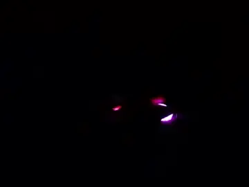 Chaturbate Adult Webcams of dirkdigglerofficial
